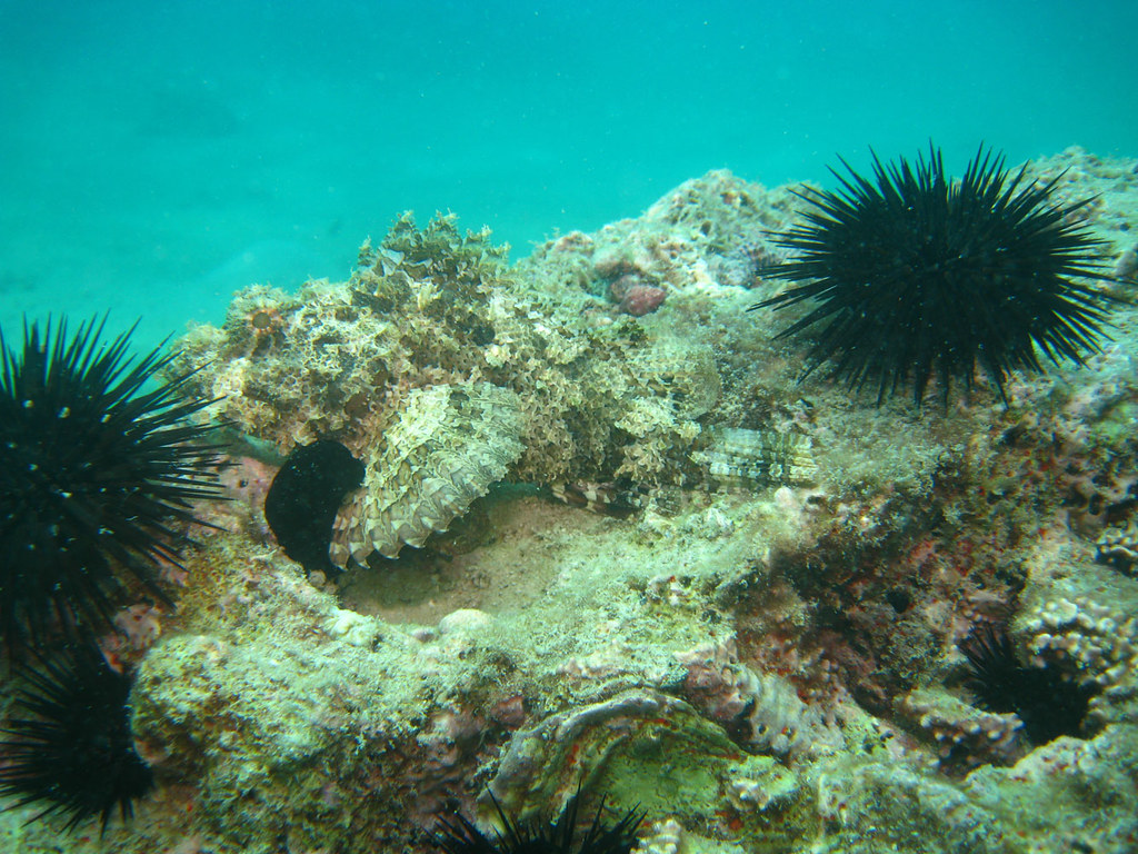 Um Al-Maradim Island Day Trip