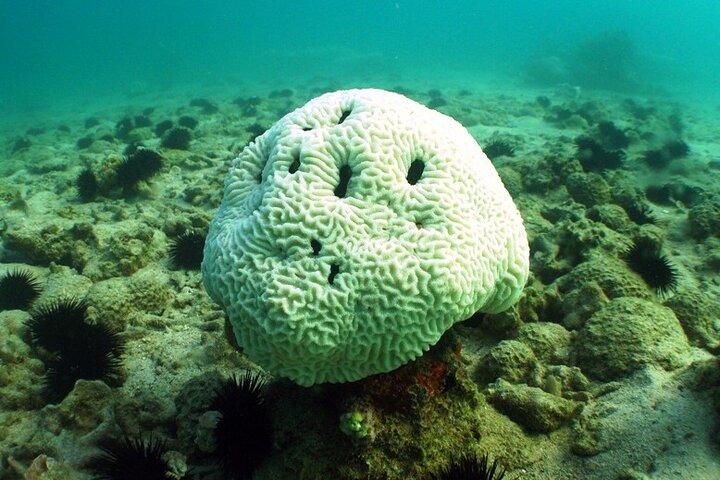 Garouh Island Day Trip