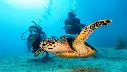 PADI Open Water Diver